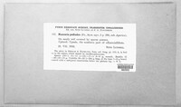 Agrocybe pediades image